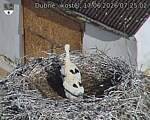 Capi_Dubne_20260617_072502.jpg