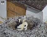 Capi_Dubne_20260617_075003.jpg