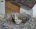 Capi_Dubne_20260617_080002.jpg