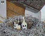 Capi_Dubne_20260617_080504.jpg