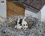 Capi_Dubne_20260617_081503.jpg