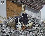 Capi_Dubne_20260617_082504.jpg