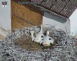 Capi_Dubne_20260617_083004.jpg