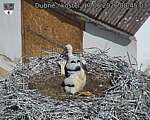 Capi_Dubne_20260617_084503.jpg