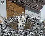 Capi_Dubne_20260617_090003.jpg