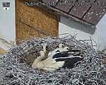 Capi_Dubne_20260617_100003.jpg