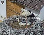 Capi_Dubne_20260617_103002.jpg