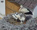 Capi_Dubne_20260617_104003.jpg