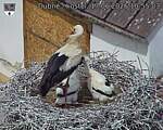 Capi_Dubne_20260617_105504.jpg