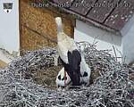 Capi_Dubne_20260617_111002.jpg