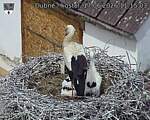 Capi_Dubne_20260617_111503.jpg