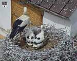 Capi_Dubne_20260617_113502.jpg