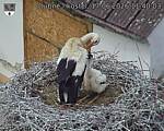 Capi_Dubne_20260617_114003.jpg