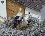 Capi_Dubne_20260617_114503.jpg