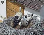 Capi_Dubne_20260617_115003.jpg