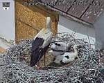 Capi_Dubne_20260617_115502.jpg