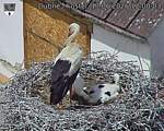 Capi_Dubne_20260617_120003.jpg