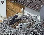 Capi_Dubne_20260617_121004.jpg