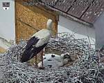 Capi_Dubne_20260617_121502.jpg