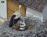 Capi_Dubne_20260617_122502.jpg