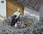 Capi_Dubne_20260617_123003.jpg