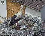 Capi_Dubne_20260617_124002.jpg
