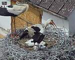 Capi_Dubne_20260617_124503.jpg