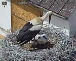 Capi_Dubne_20260617_125503.jpg