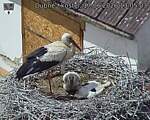 Capi_Dubne_20260617_130503.jpg