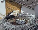 Capi_Dubne_20260617_131002.jpg
