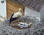 Capi_Dubne_20260617_132003.jpg