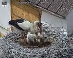 Capi_Dubne_20260617_132502.jpg