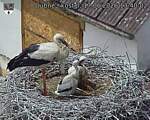 Capi_Dubne_20260617_134002.jpg