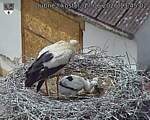 Capi_Dubne_20260617_134502.jpg