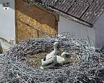 Capi_Dubne_20260617_140003.jpg