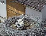 Capi_Dubne_20260617_140502.jpg
