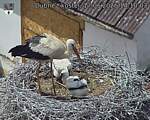 Capi_Dubne_20260617_141003.jpg