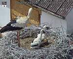 Capi_Dubne_20260617_141502.jpg