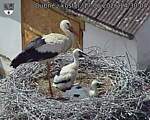 Capi_Dubne_20260617_143004.jpg