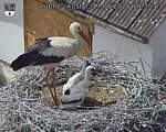 Capi_Dubne_20260617_143503.jpg