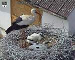 Capi_Dubne_20260617_144002.jpg