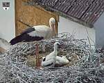 Capi_Dubne_20260617_145003.jpg
