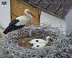 Capi_Dubne_20260617_150502.jpg