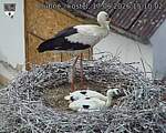 Capi_Dubne_20260617_151002.jpg