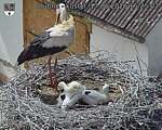Capi_Dubne_20260617_152502.jpg