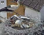 Capi_Dubne_20260617_153003.jpg