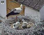 Capi_Dubne_20260617_155503.jpg
