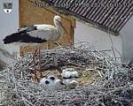 Capi_Dubne_20260617_160502.jpg