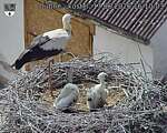 Capi_Dubne_20260617_161003.jpg