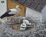 Capi_Dubne_20260617_163503.jpg